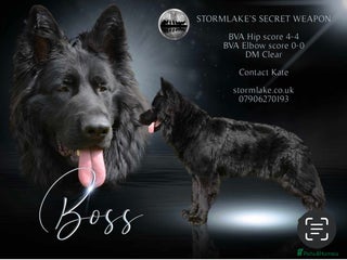 German Shepherd dogs in Waltham Abbey - Advert 27