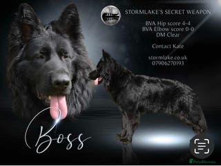 German Shepherd dogs Solid Black German Shepherd (STUD) in Waltham Abbey - Advert 12