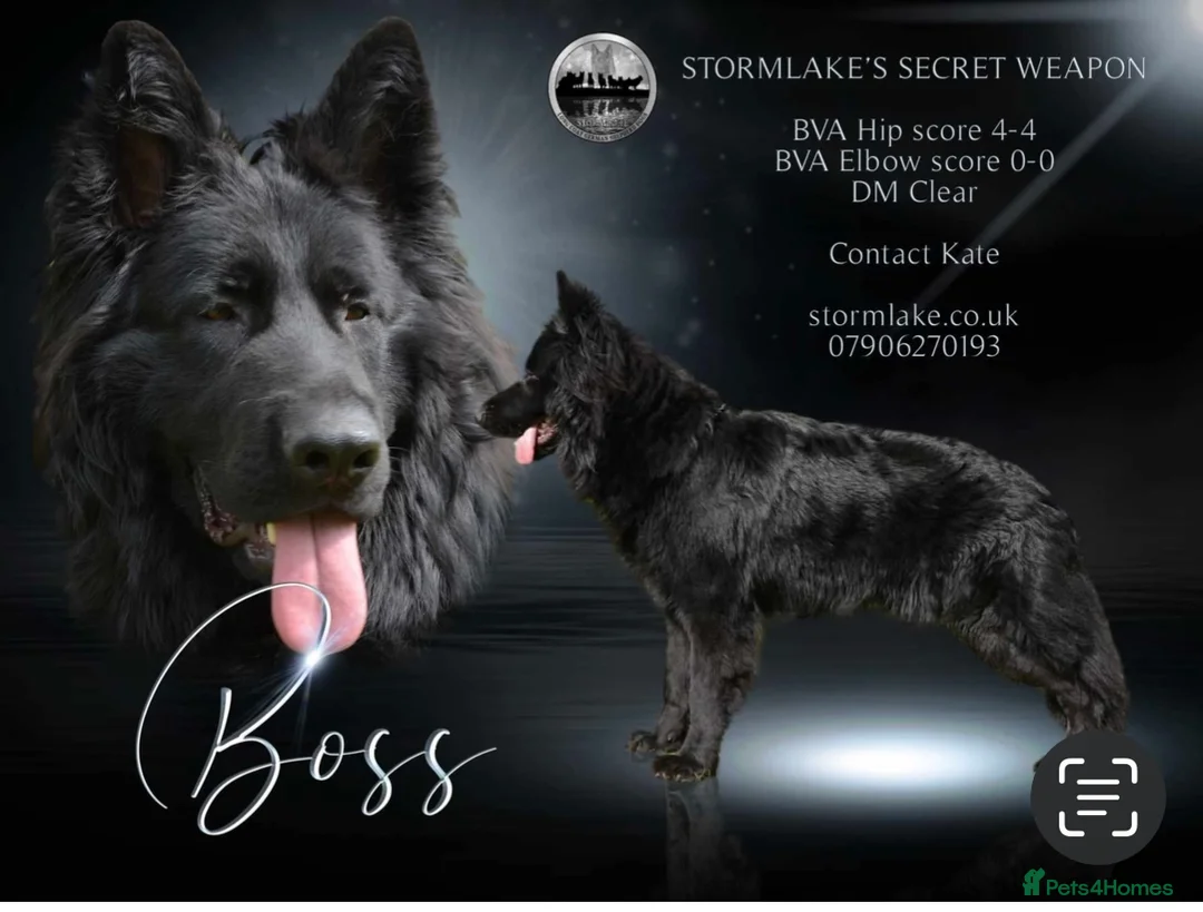 German Shepherd dogs for stud: Solid Black German Shepherd (STUD) in Waltham Abbey - Advert 1