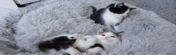 Mixed Breed cats for sale: 4 beautiful kittens ready for new homes  - Advert 10
