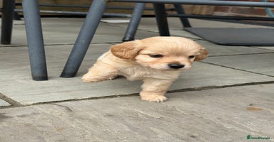 Mixed Breed dogs - Advert 3