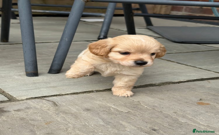 Mixed Breed dogs - Advert 14