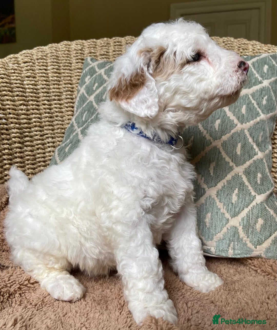 Double Doodle dogs for sale: Gorgeous Australian Double Doodle Pups - Image 12