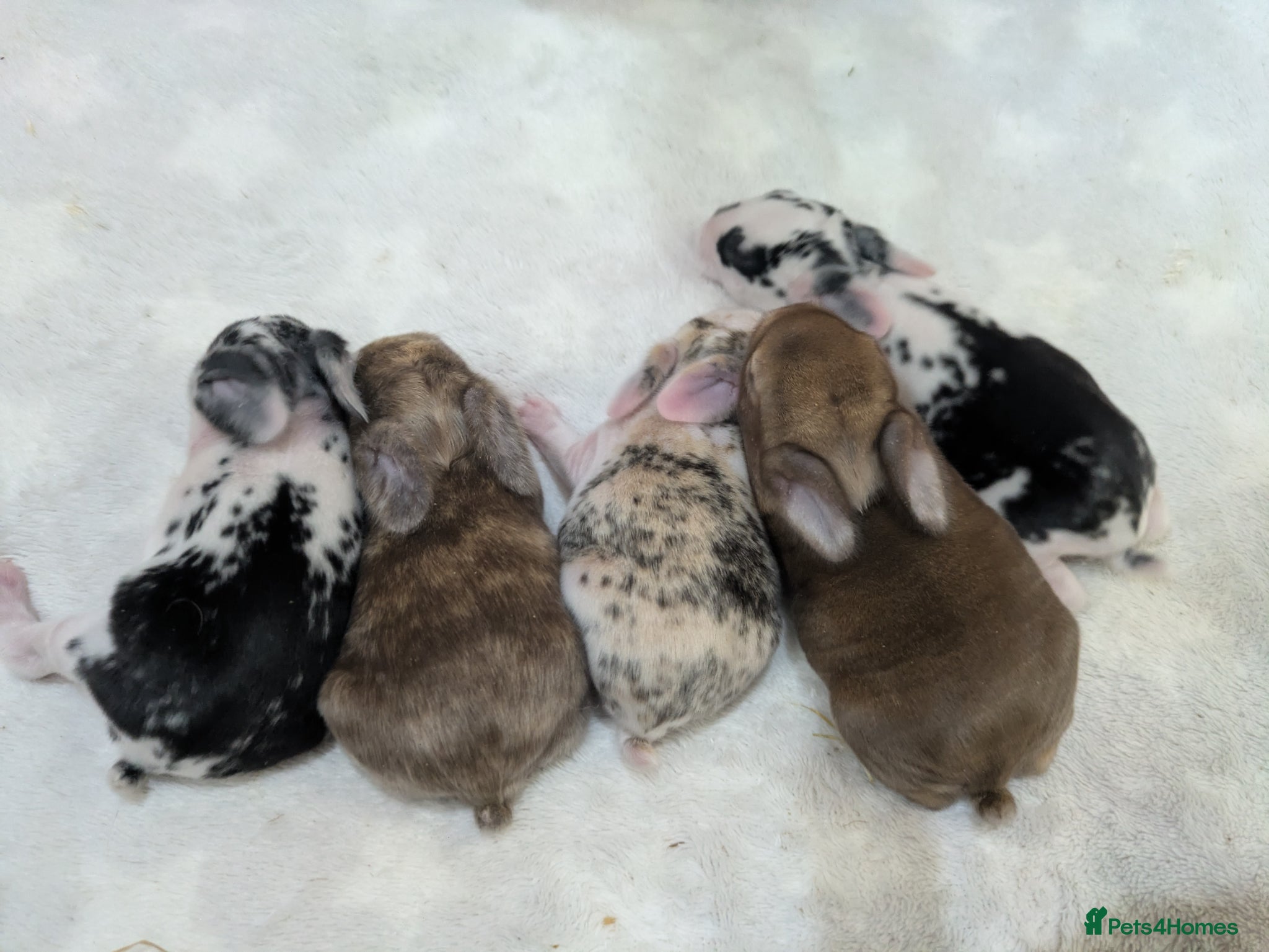 Mini Lop rabbits for sale: The litter has been born. - Advert 3
