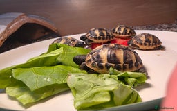 Hermann Tortoise reptiles for sale: Uk bred Hermann’s Tortoise Hatchlings - Image 2