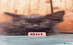 Domestic Shorthair cats for sale: Gorgeous fluff balls needing a home - Image 3