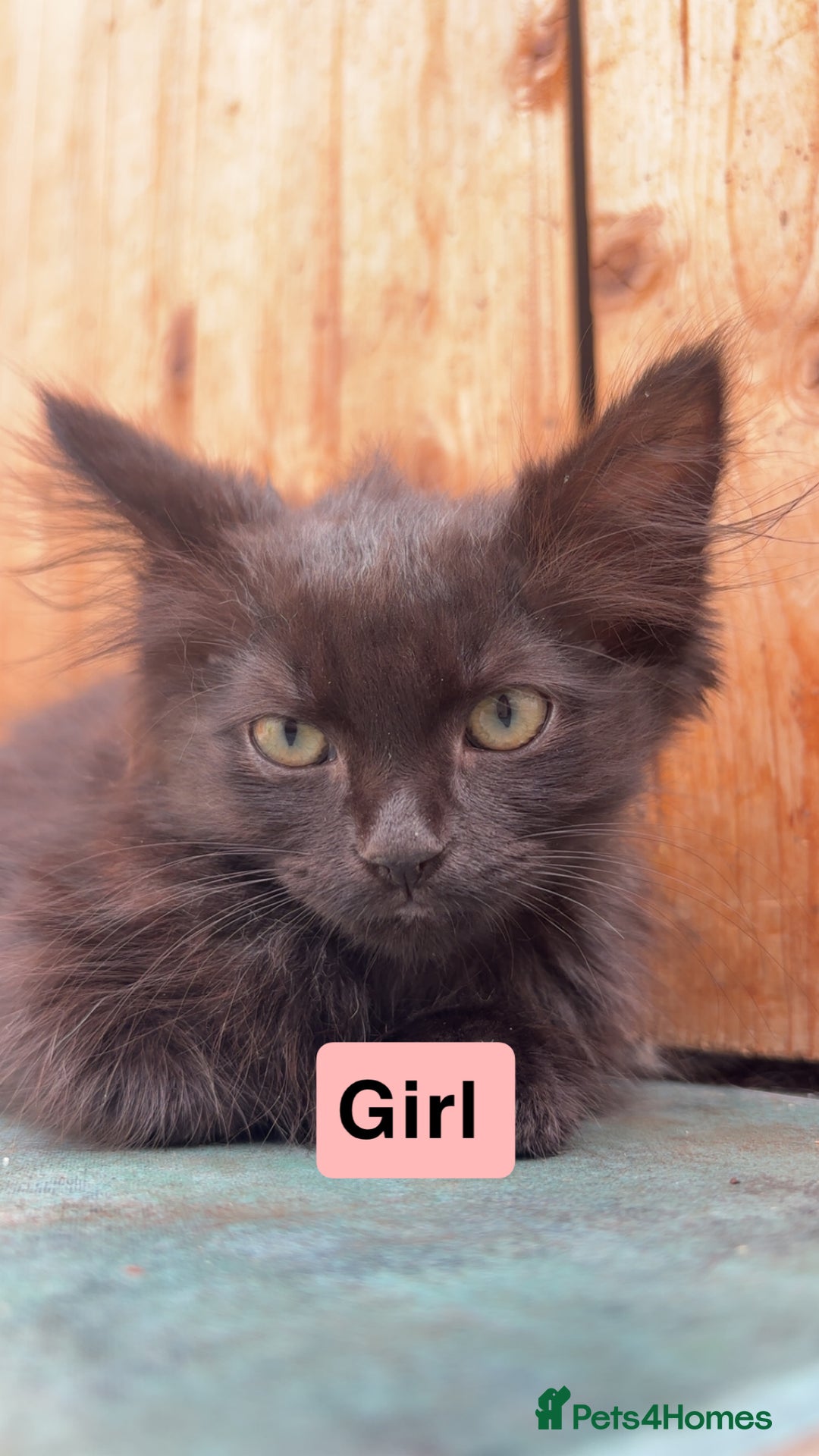 Domestic Shorthair cats for sale: Gorgeous fluff balls needing a home - Image 3