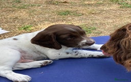 English Springer Spaniel dogs for sale: English Springer Spaniels in Taunton - Image 1
