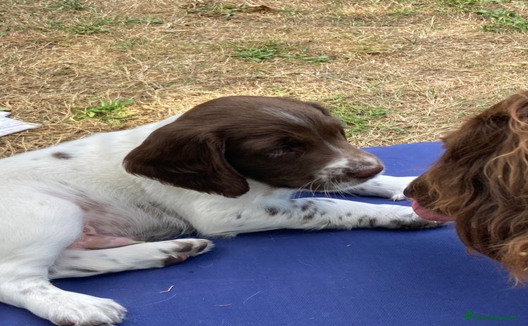 English Springer Spaniel dogs in Taunton - Advert 16