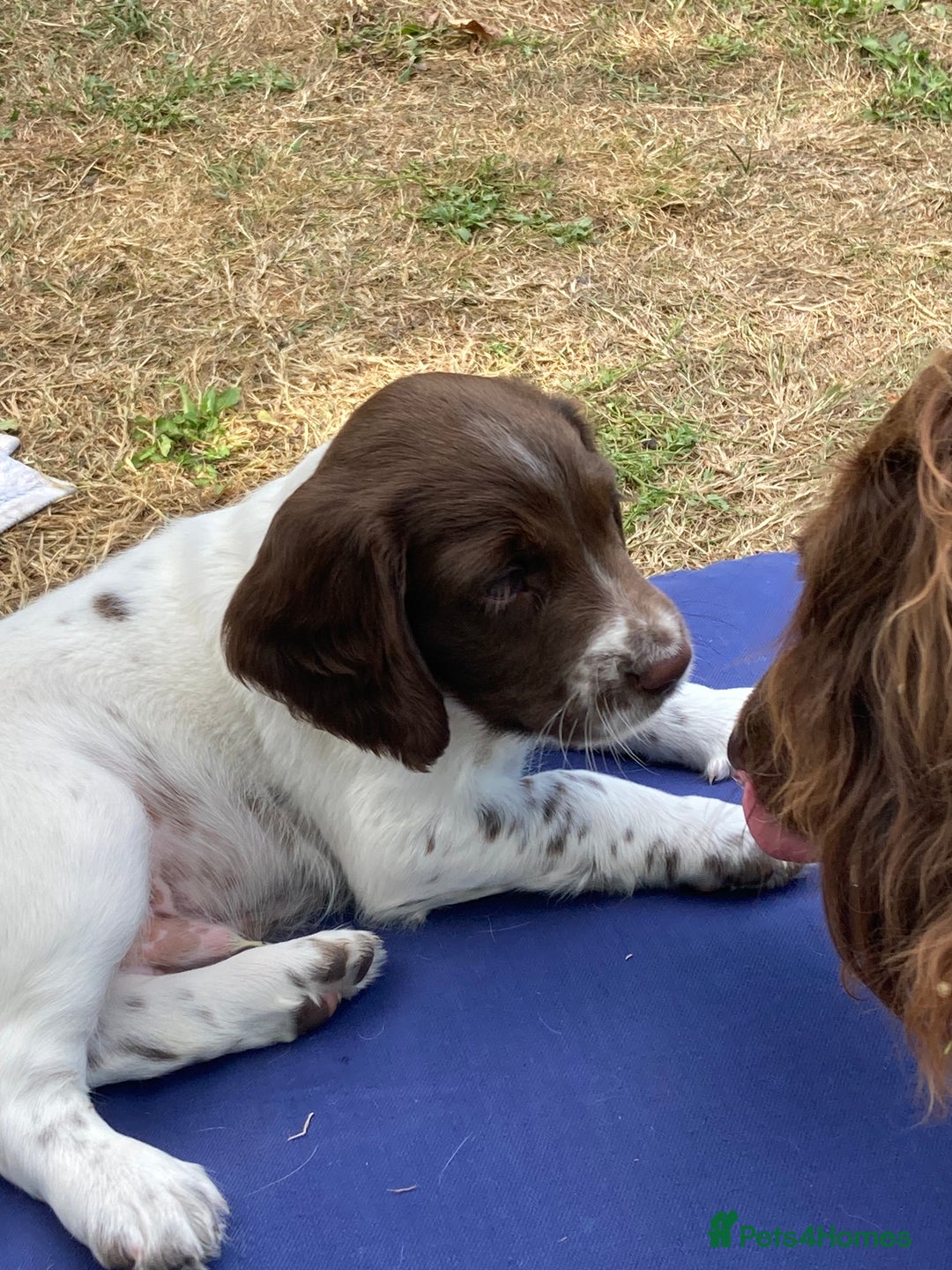 English Springer Spaniel dogs for sale: English Springer Spaniels in Taunton - Image 1