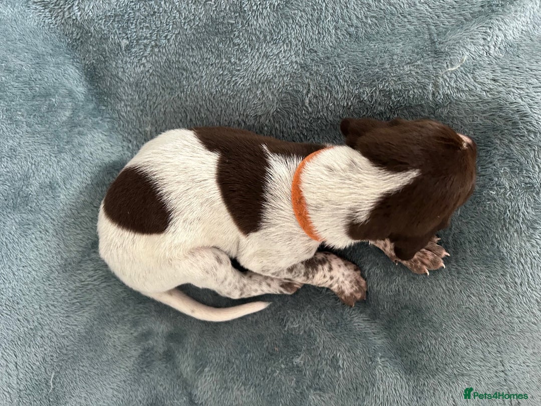 German Shorthaired Pointer dogs for sale: Pure GSP Puppies For Sale - Image 20