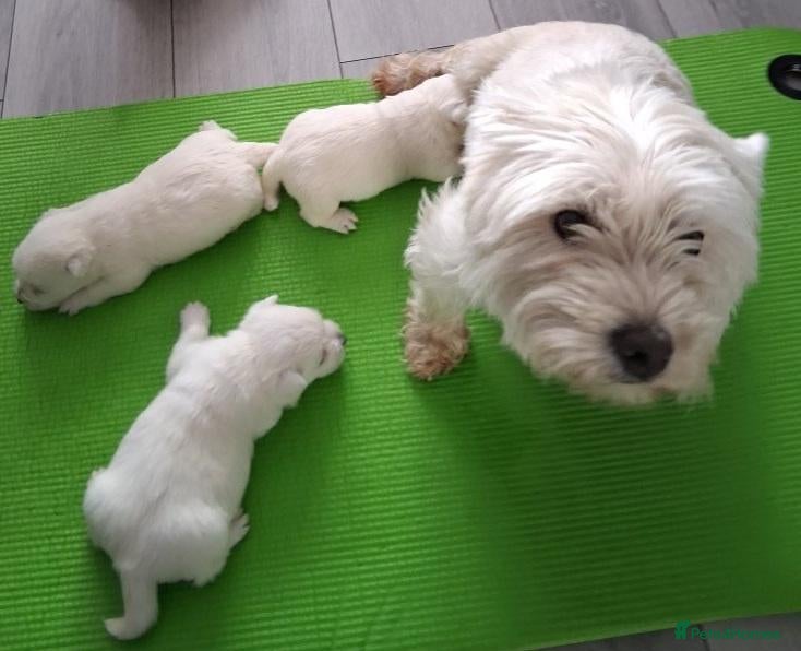 West Highland Terrier dogs Little White Explorers with a Westie Spirit - Advert 6