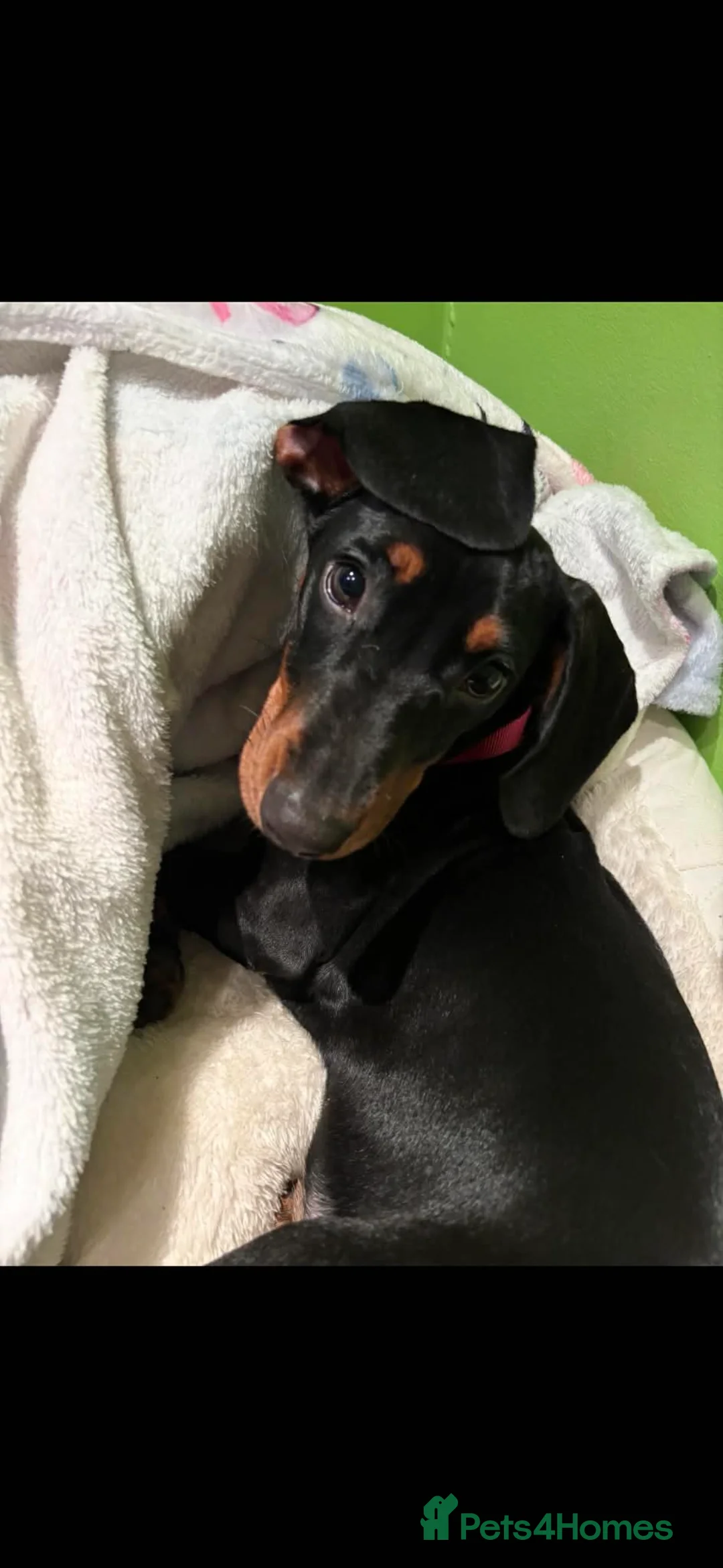 Miniature Dachshund dogs for sale: female miniature dachshund  - Advert 6