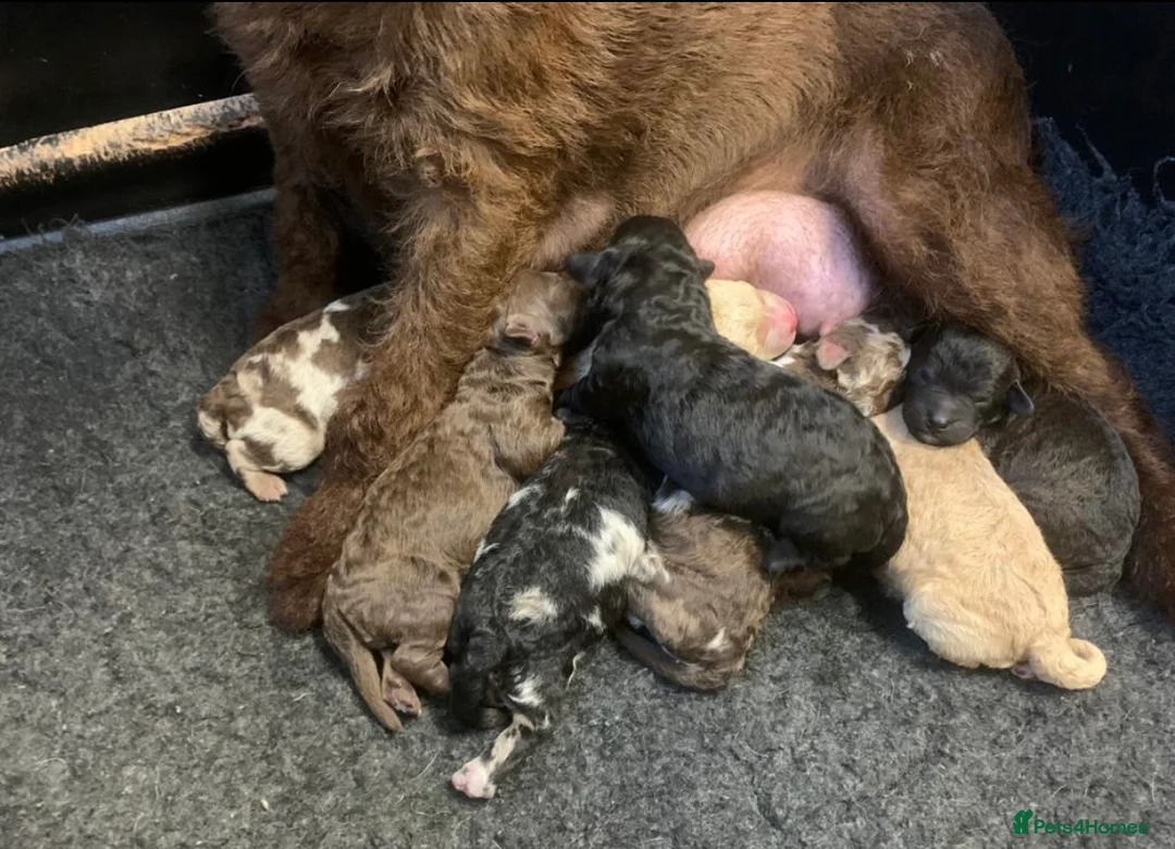 Miniature Poodle dogs for stud: Cream Miniature Poodle - available for stud in Welwyn - Advert 2