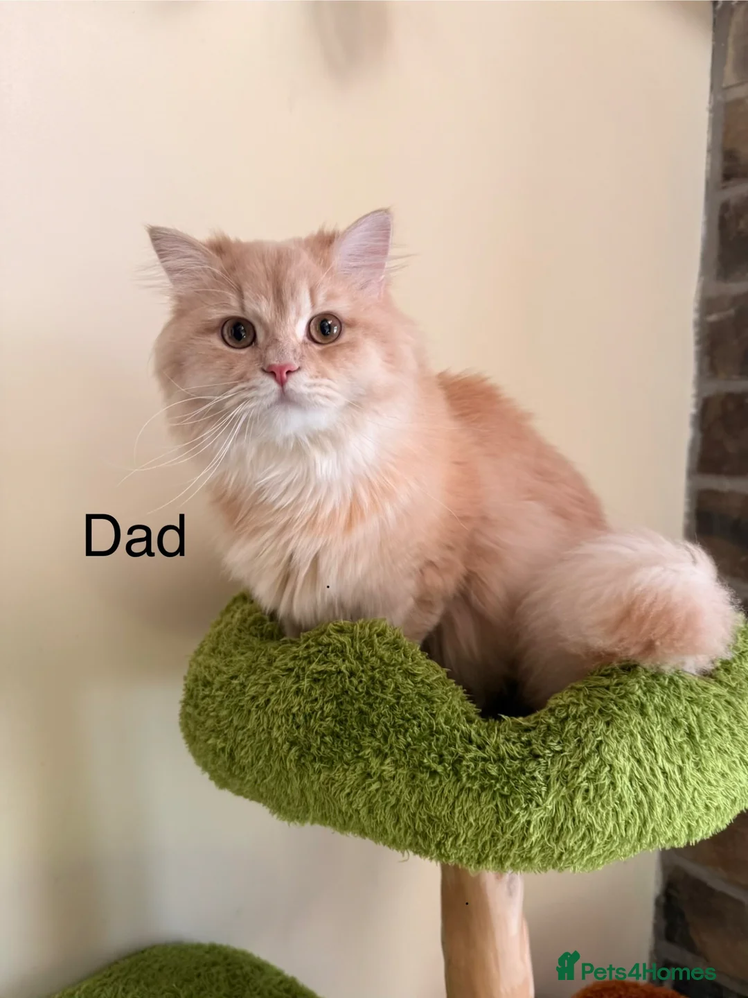 British Longhair cats for sale: Stunning British Longhair Kittens  - Advert 22