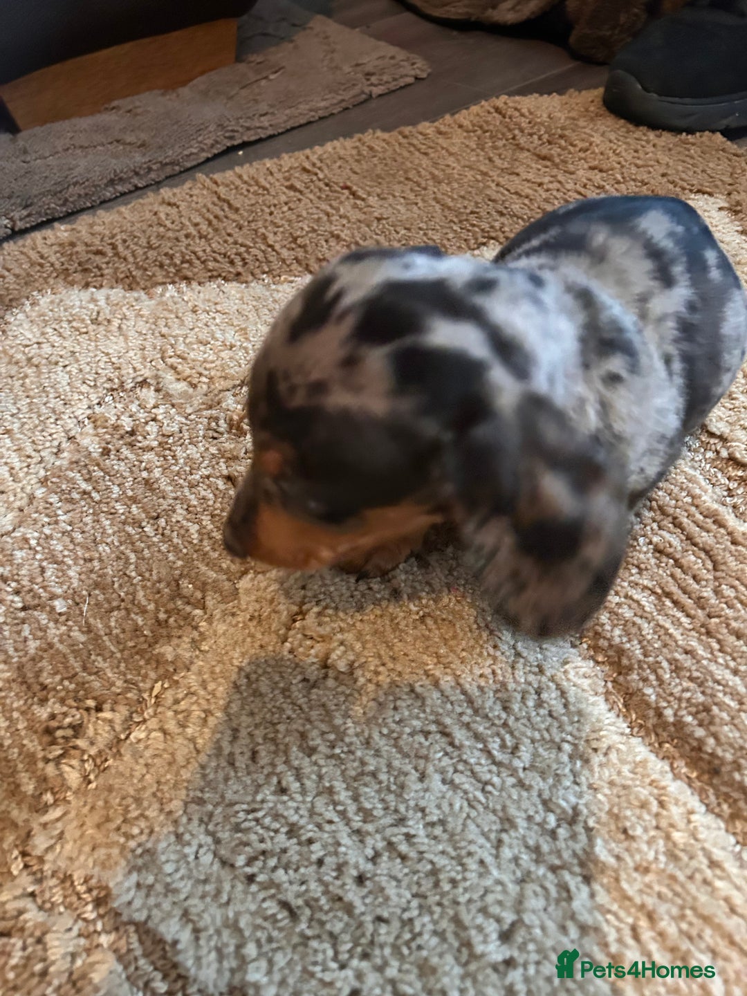 Miniature Dachshund dogs for sale: Dachshund puppies boys and girls ready now - Advert 25
