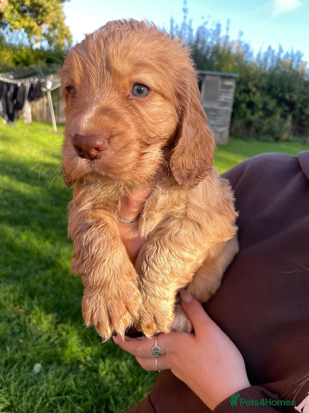 Cocker Spaniel dogs for sale: KC registered cocker spaniel pups for sale  - Image 12