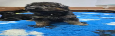 German Shepherd Puppy 10