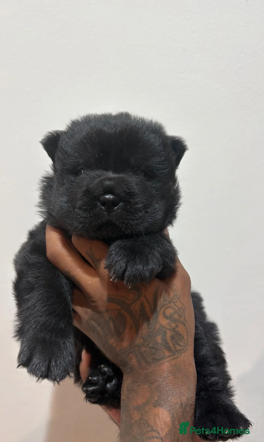 Chow Chow dogs for sale:  3 Black Female Chow Chow Puppies Available  - Advert 2