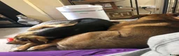Mixed Breed dogs for adoption: Lottie –  10 months old, Mixed Breed Girl Pup - Advert 8