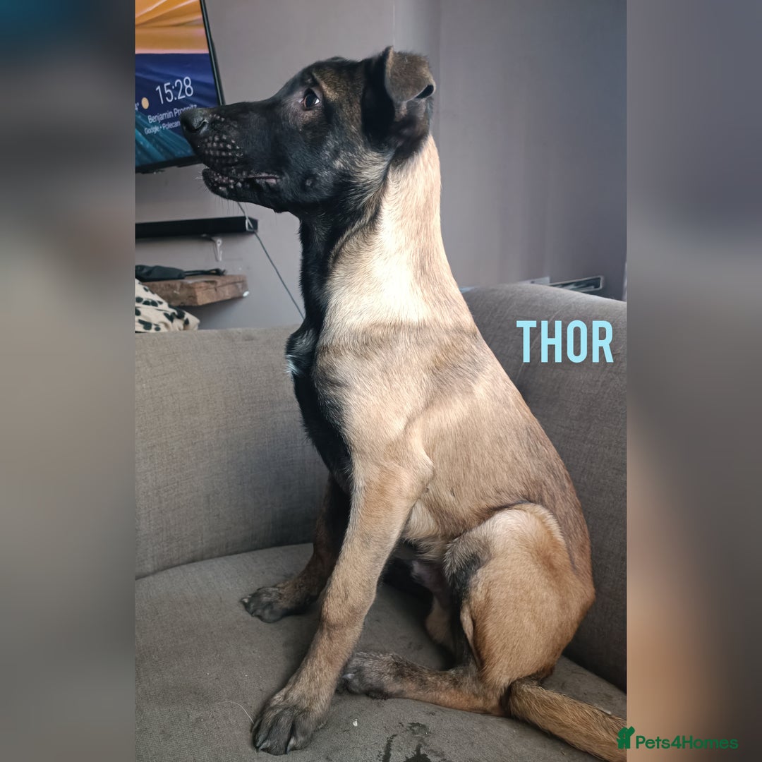 Belgian Shepherd Dog dogs for sale: Belgian Malinois Puppies – 4 Months Old - Image 8