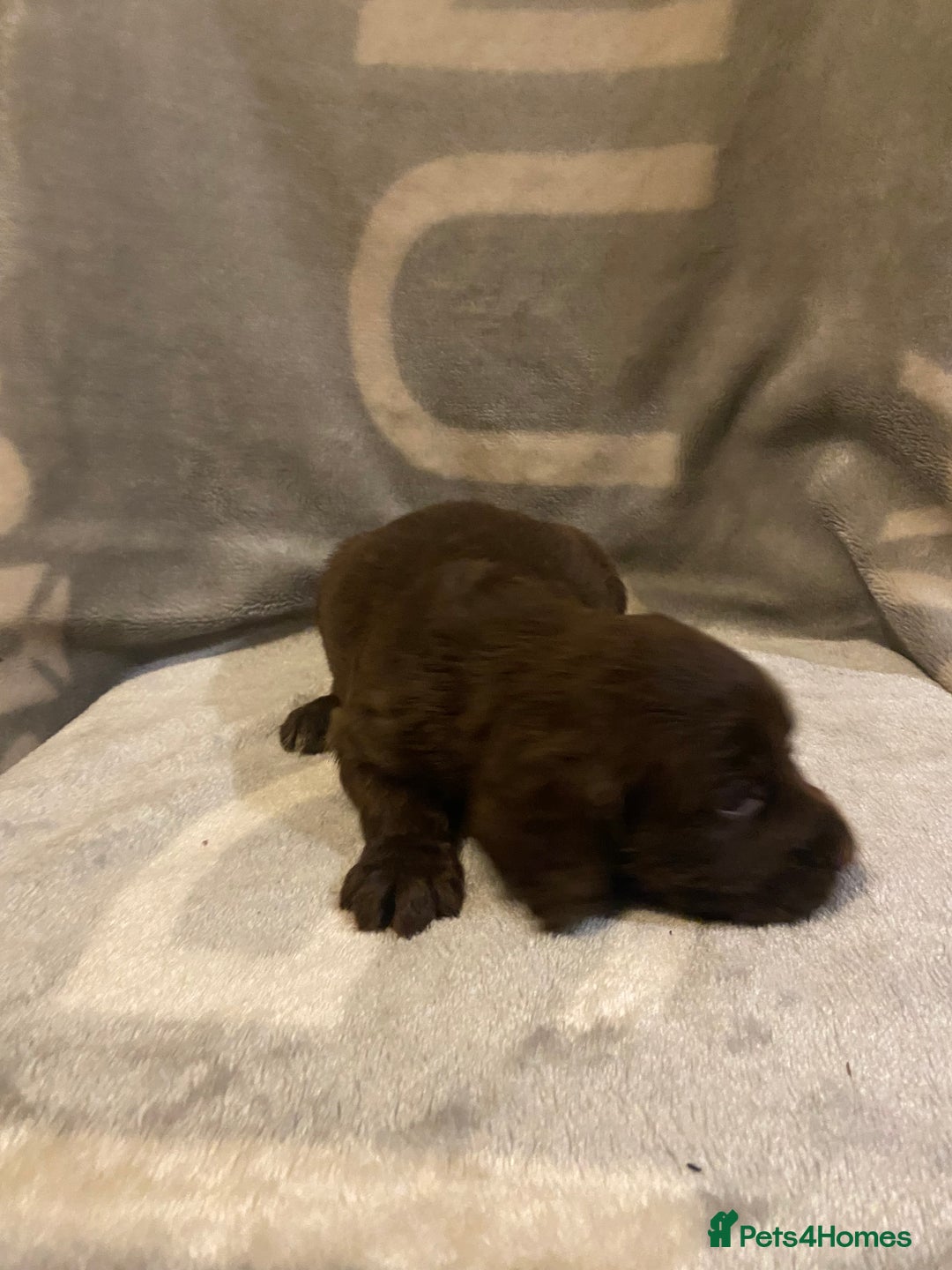 Cocker Spaniel dogs for sale: Beautiful working cocker spaniel pup - Advert 6