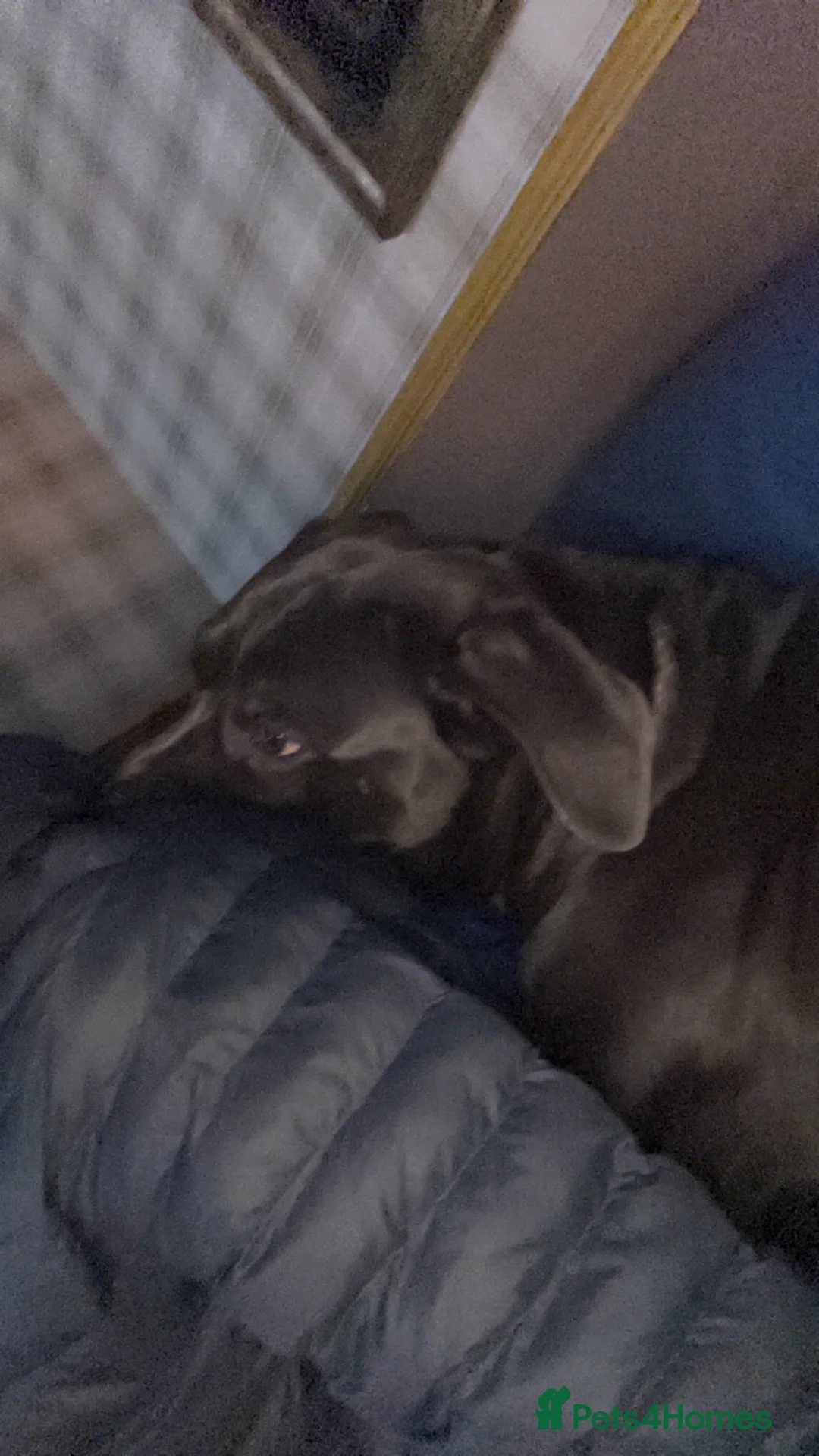Cane Corso dogs for sale: luna beautiful blue cane corso  - Advert 5
