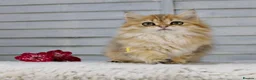 British Longhair cats for sale: Boy ready  - Advert 13