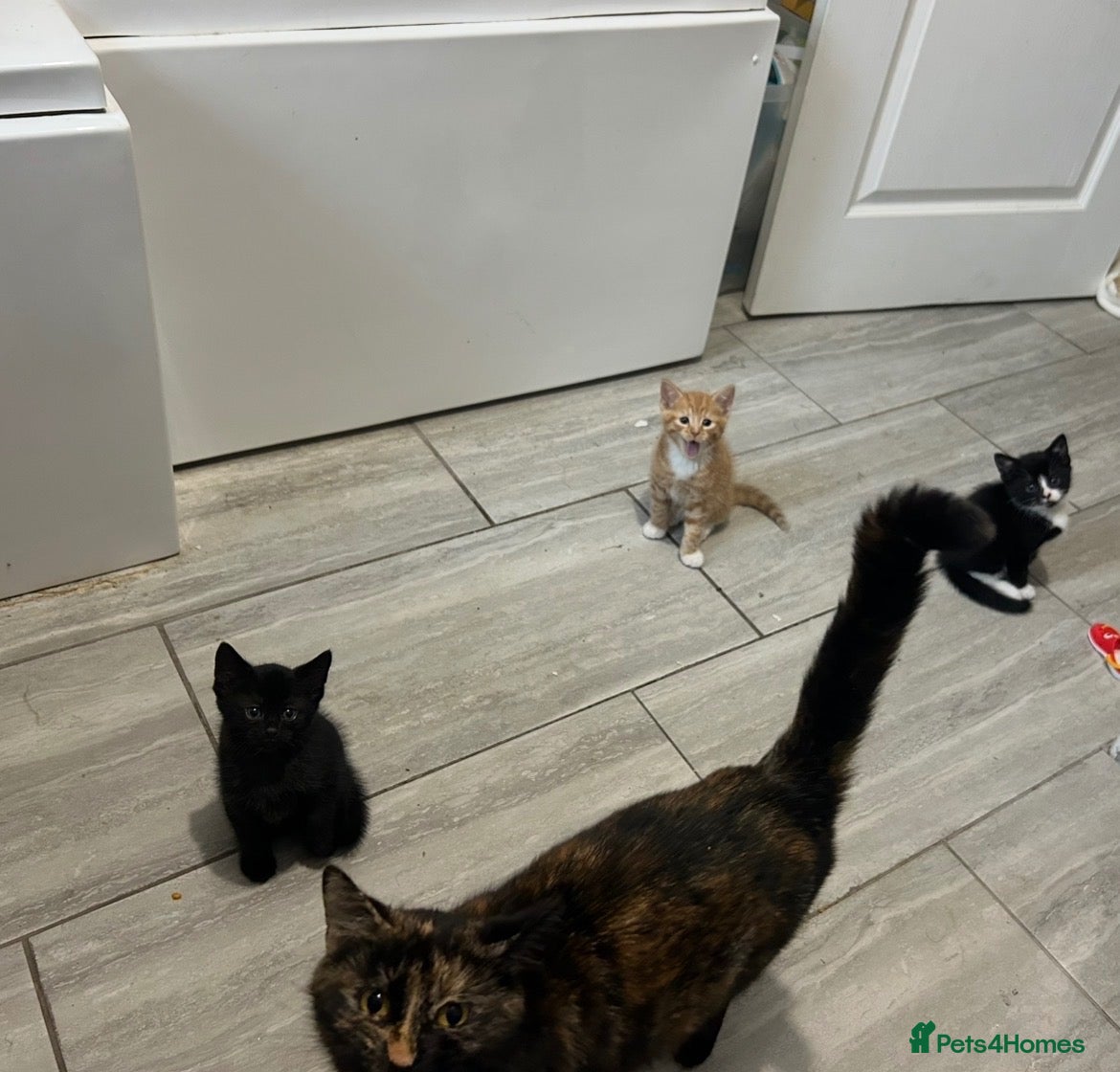 Mixed Breed cats Beautiful male kittens  - Advert 5