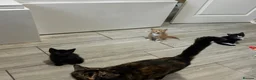 Mixed Breed cats for sale: Beautiful male kittens  - Advert 1