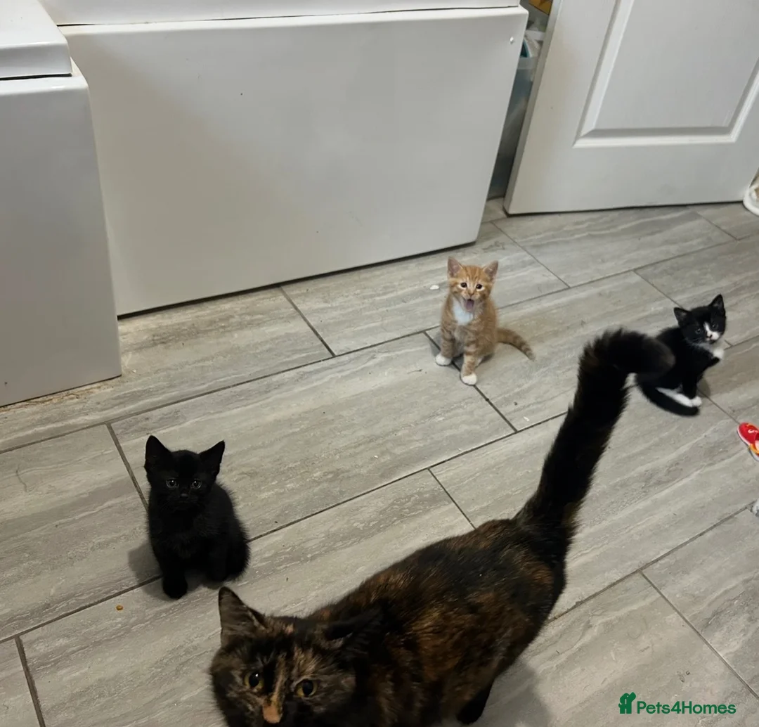 Mixed Breed cats for sale: Beautiful male kittens  - Advert 1