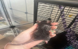 Rat rodents for sale: Baby rats - Image 8
