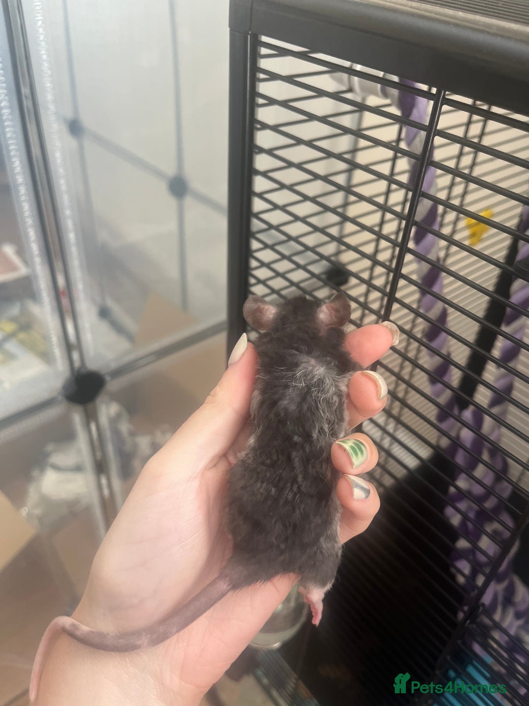 Rat rodents for sale: Baby rats - Image 8