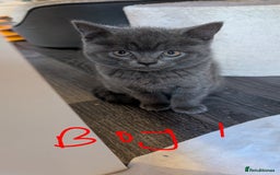 Scottish Fold cats for sale: Scottish fold kittens - Image 1