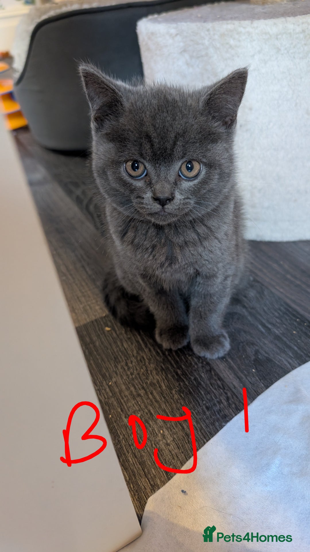 Scottish Fold cats for sale: Scottish fold kittens - Image 1