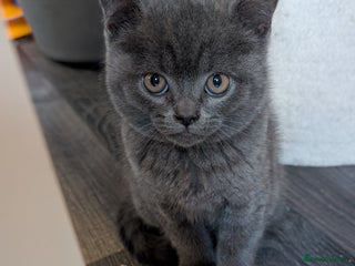 Scottish Fold cats - Advert 35