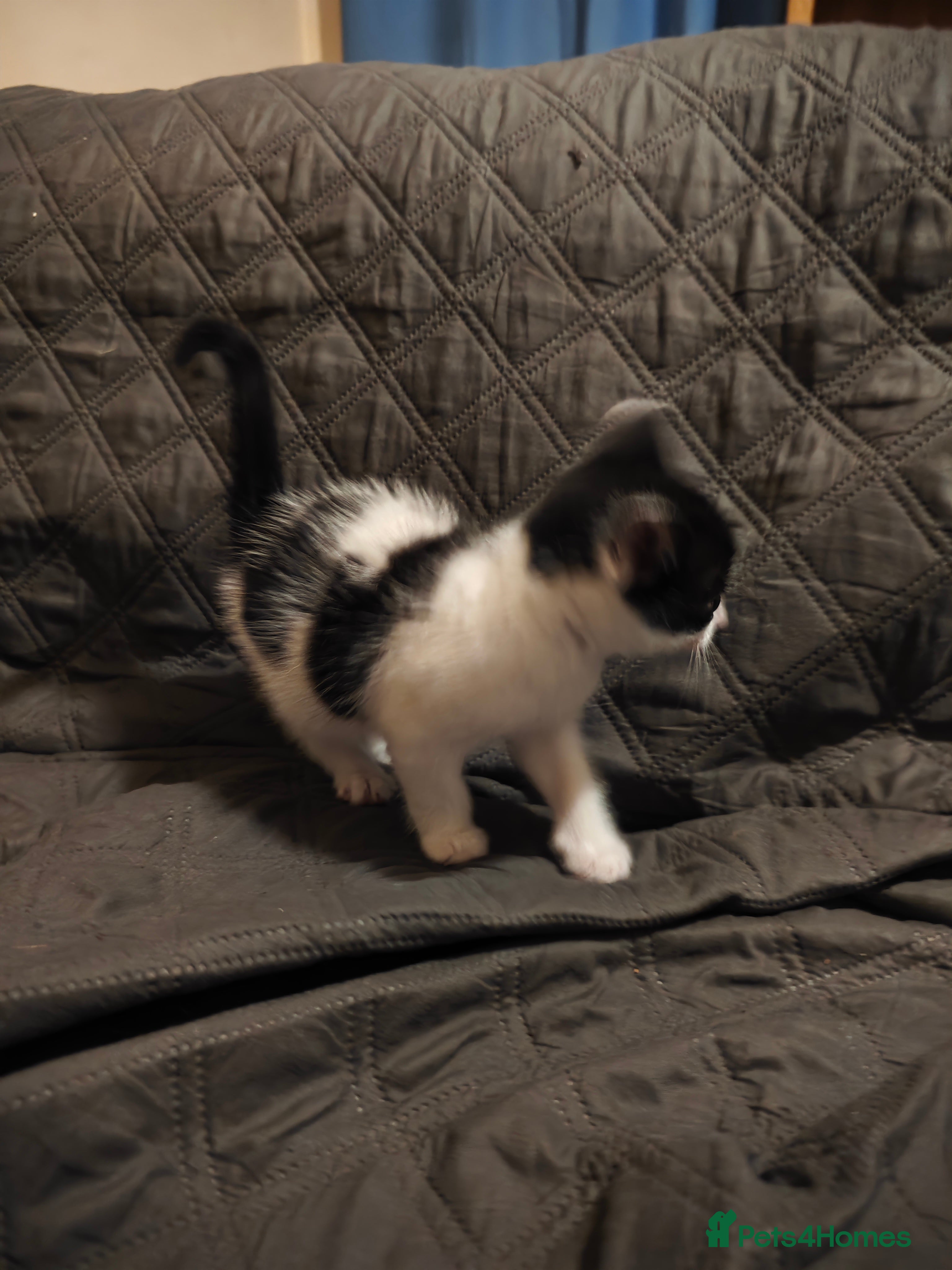 Mixed Breed cats for sale: kittens  - Advert 8