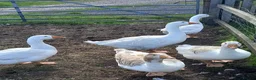 Geese poultry for sale: Young Geese for Sale - Advert 3