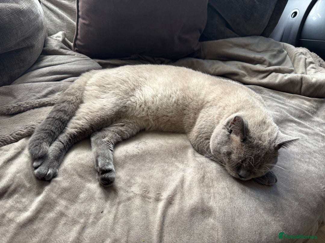 British Shorthair cats for sale: Last boy British shorthair kitten seeks family  - Image 8