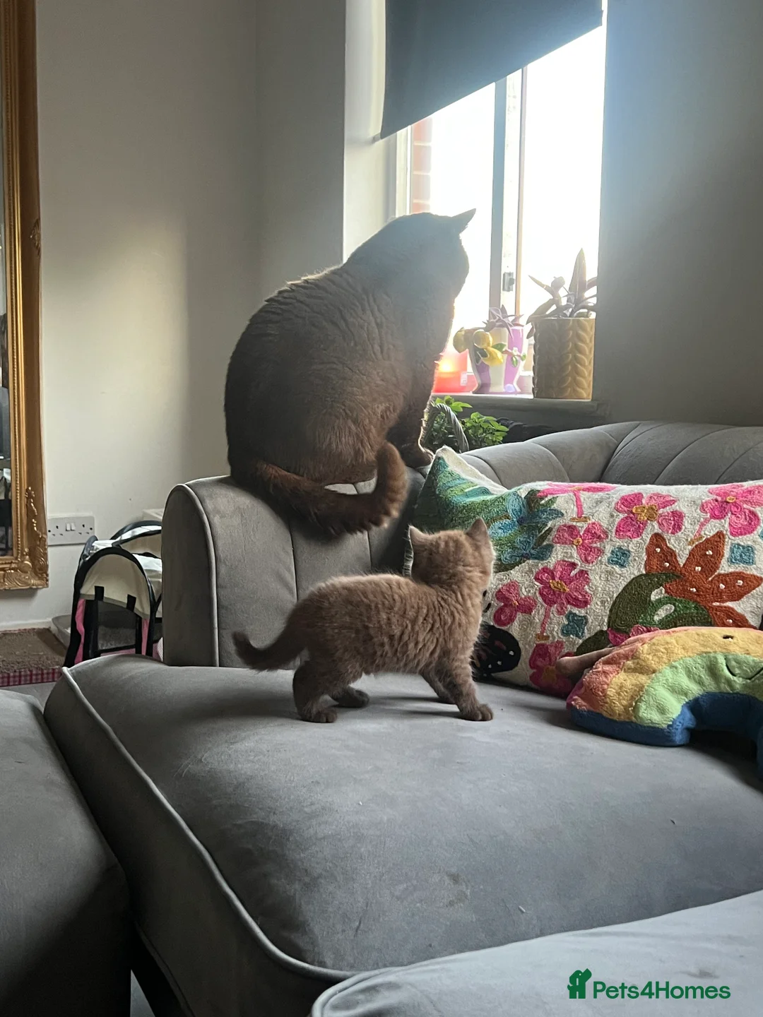 British Shorthair cats for stud: Championship active GCCF stud cinnamon  - Advert 3