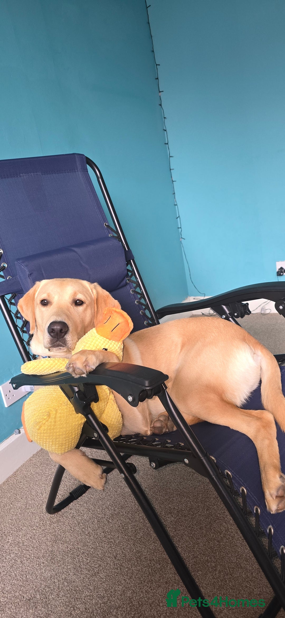 Labrador Retriever dogs for sale: Wanted good home  - Image 3