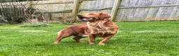 Golden Retriever dogs for sale: FOX RED PUPPIES Golden Retriever KC REG - Advert 5