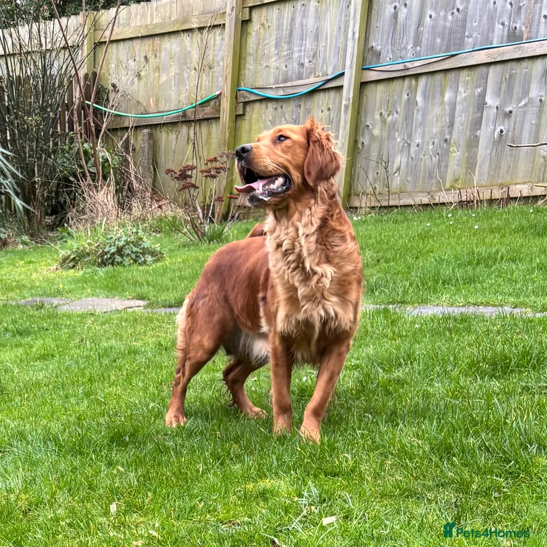 Golden Retriever dogs for sale: FOX RED PUPPIES Golden Retriever KC REG - Advert 5