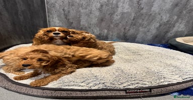 Cavapoo dogs - Advert 4