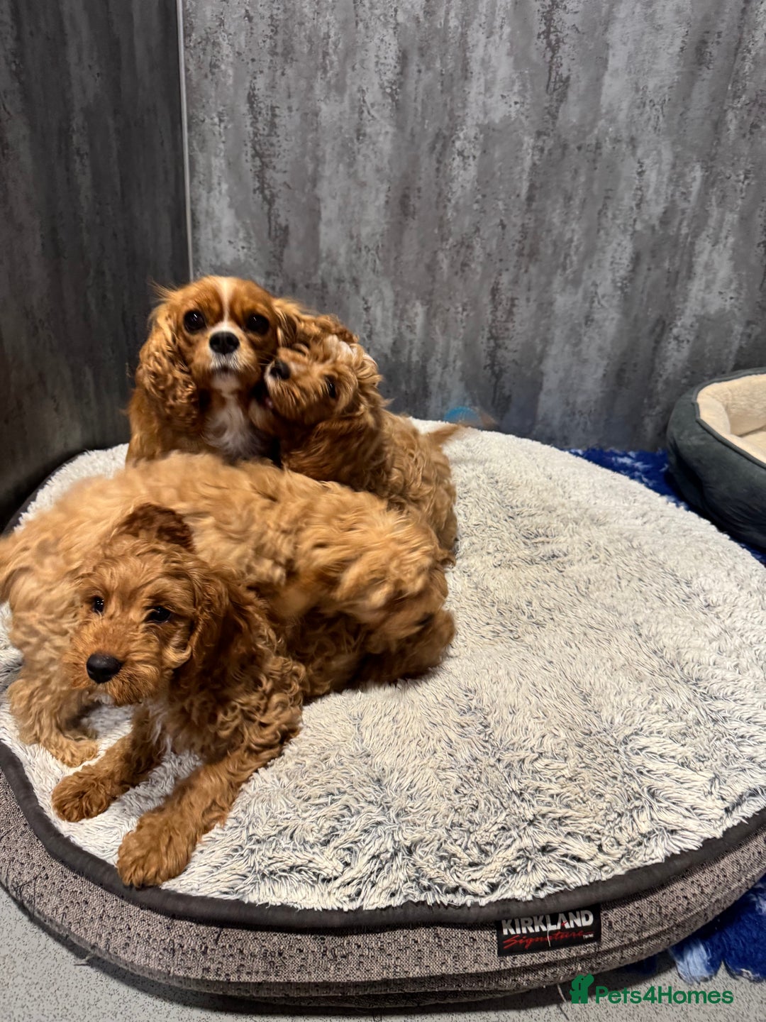 Cavapoo dogs for sale: F1 DNA tested cavapoo puppies - Image 3