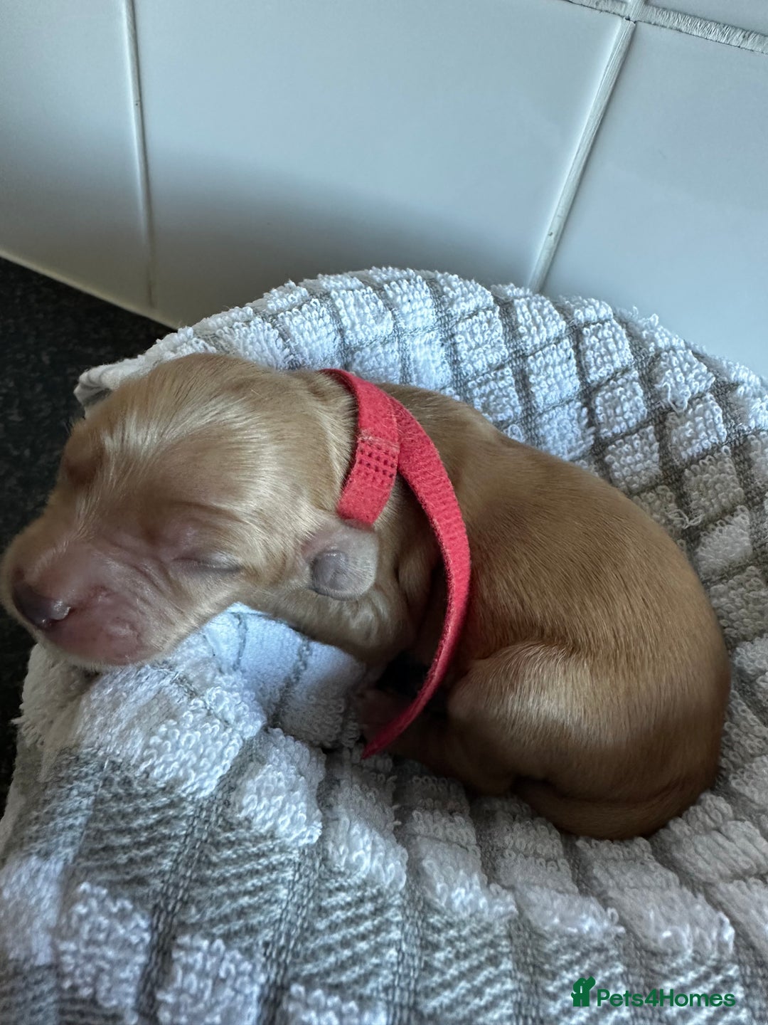 Cockapoo dogs for sale: Red & Apricot Cockapoo puppies  - Advert 25