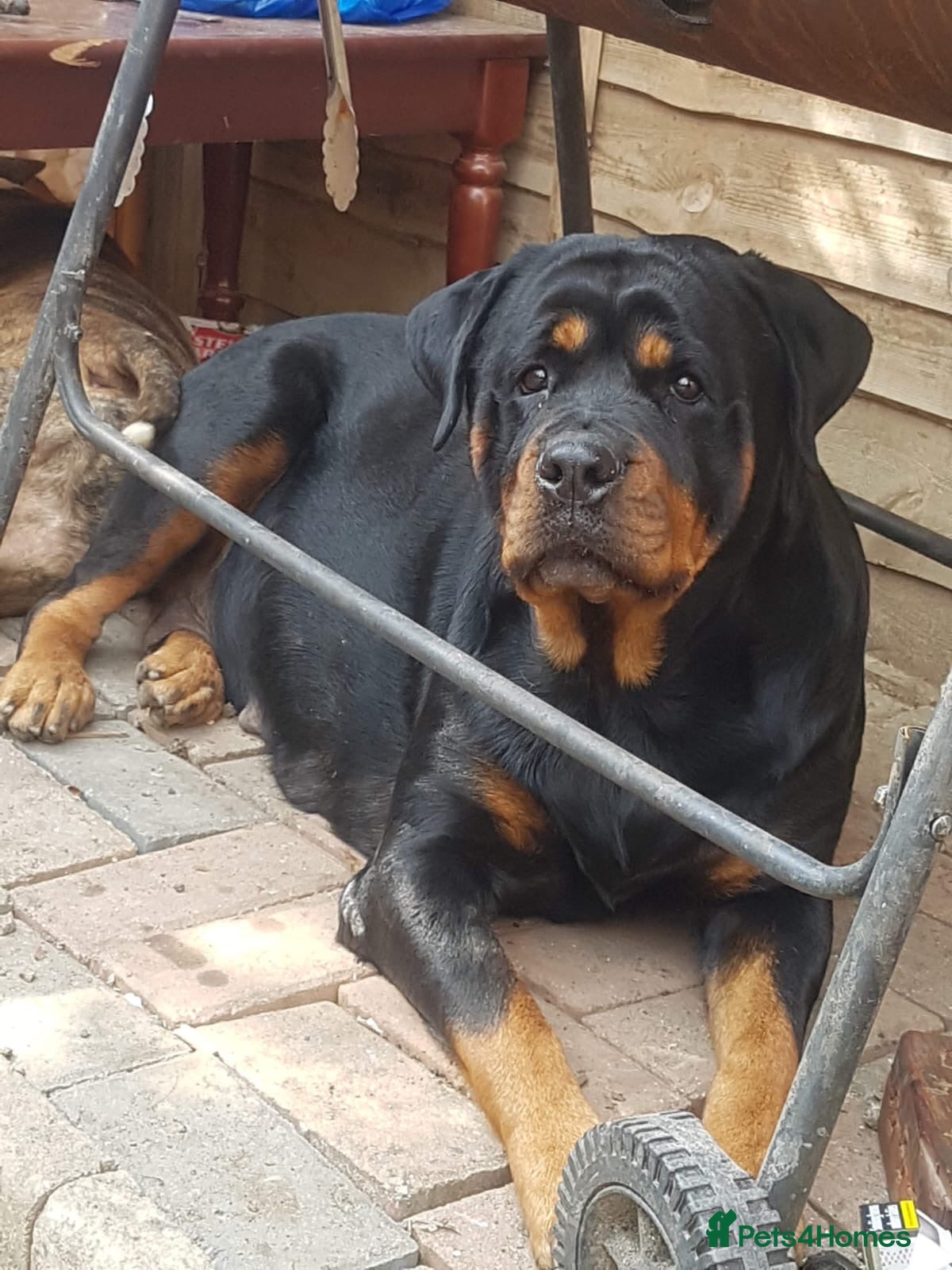 Rottweiler dogs Stunning Kc rottweiller boy  - Advert 1