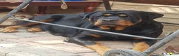 Rottweiler dogs for sale: Stunning Kc rottweiller boy  - Advert 1