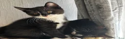 Mixed Breed cats for sale: Beautiful tuxedo kittens - Advert 21