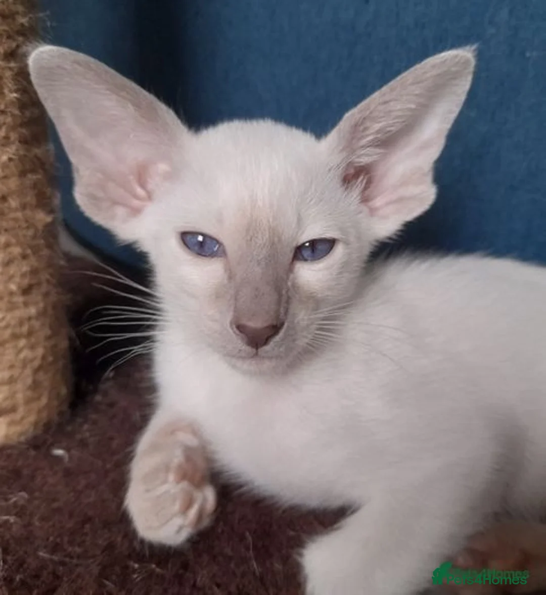 Siamese cats for sale: Siamese Oriental kittens superb pedigree GCCF  - Image 23